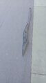 IMG-20230427-WA0005